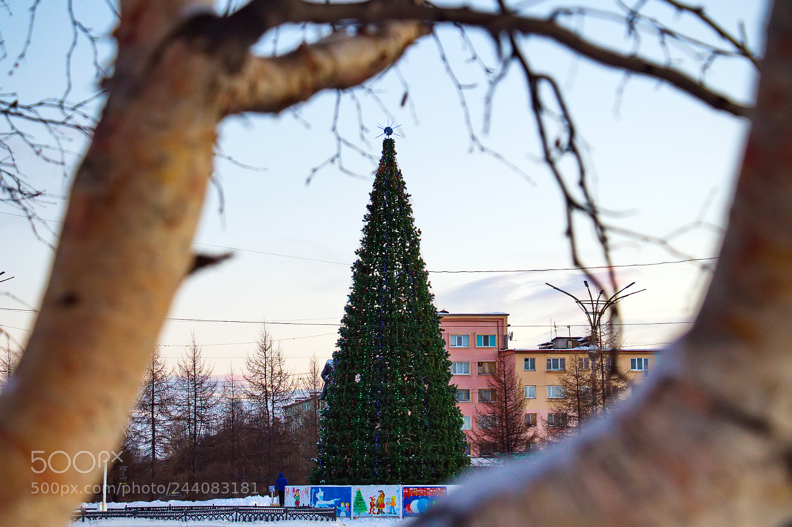 Canon EOS 1100D (EOS Rebel T3 / EOS Kiss X50) sample photo. New year tree of photography