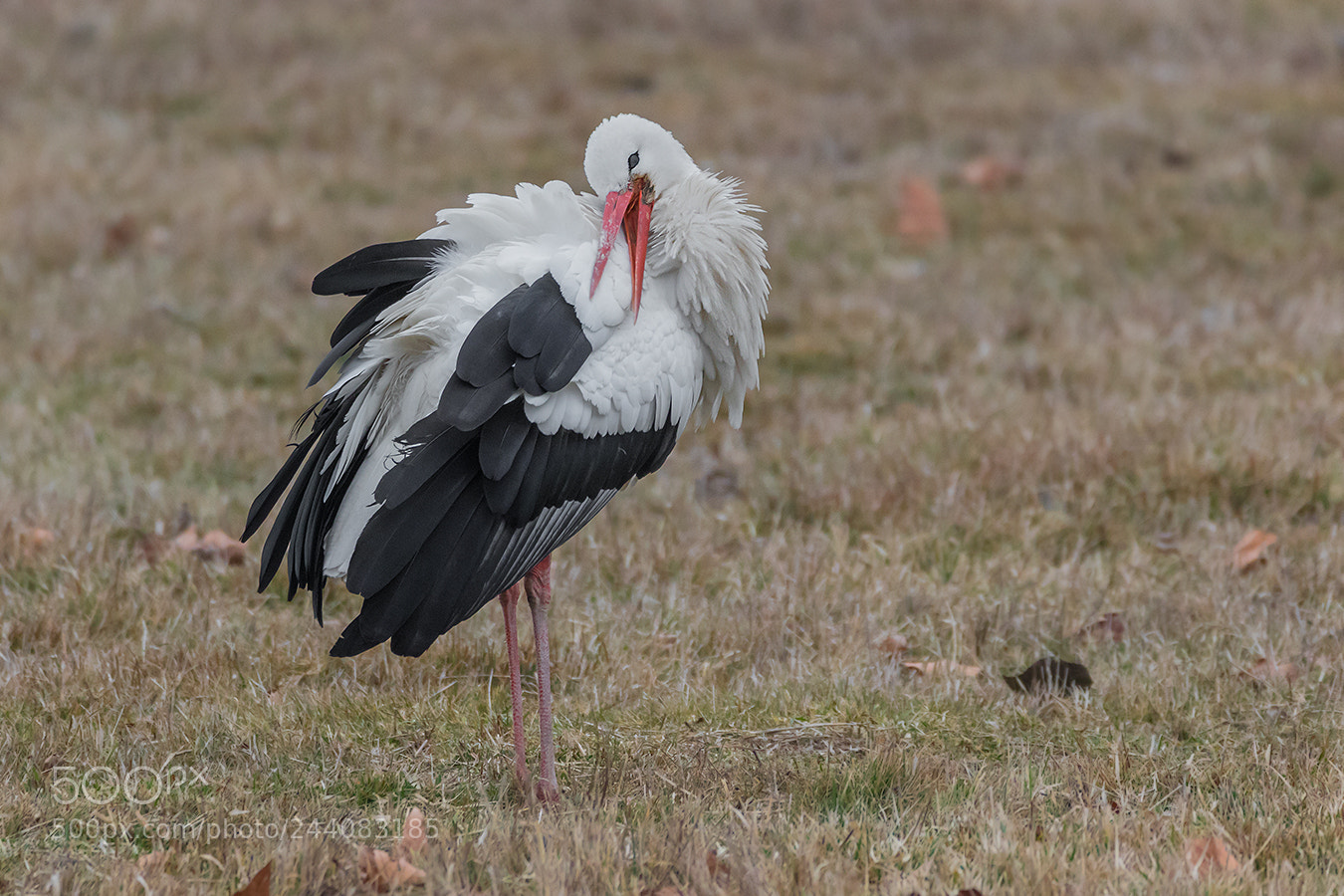 Canon EOS 7D Mark II sample photo. ´´federpflege`` photography
