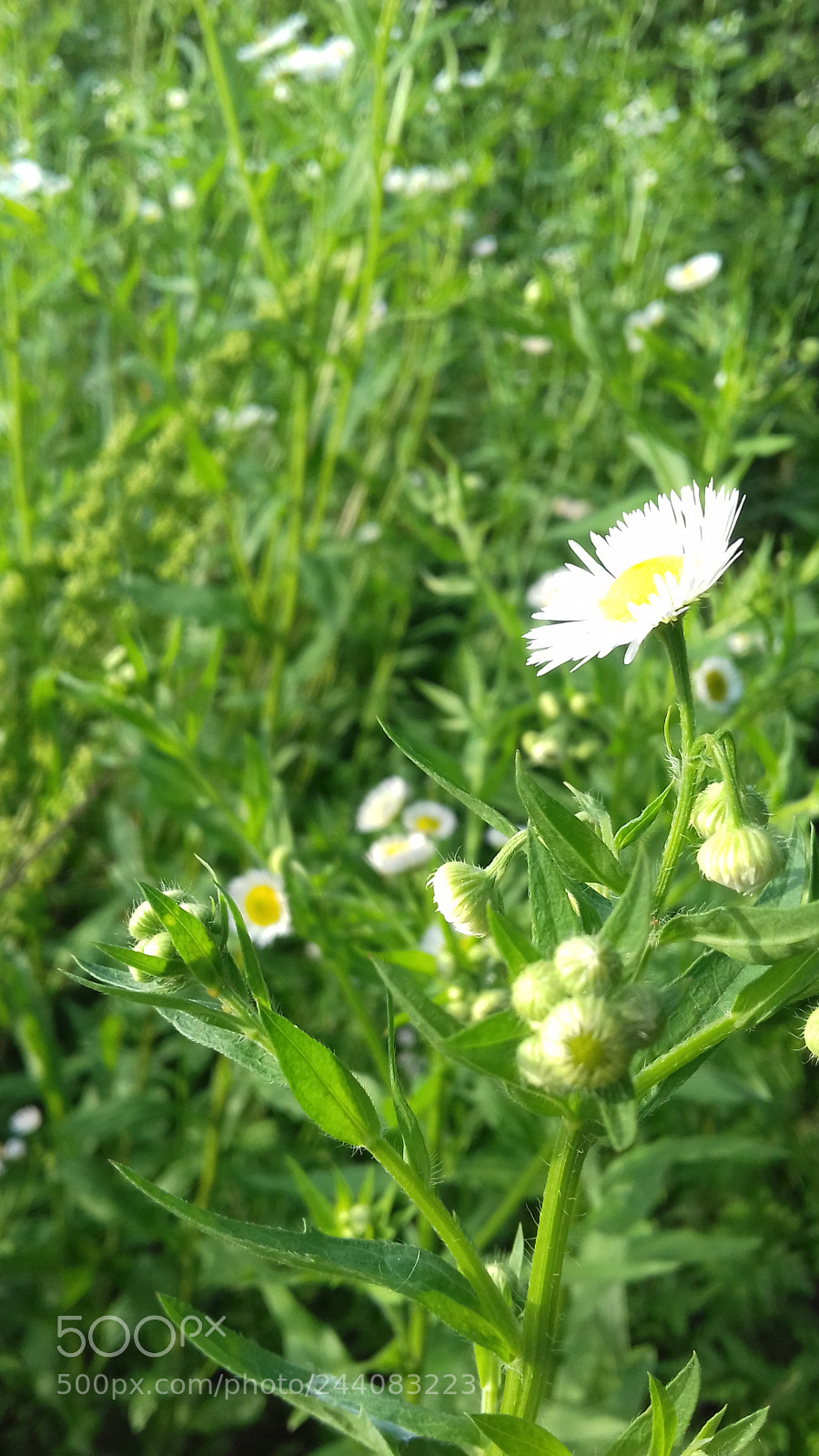 Samsung Galaxy J3(2016) sample photo. Untitled photography