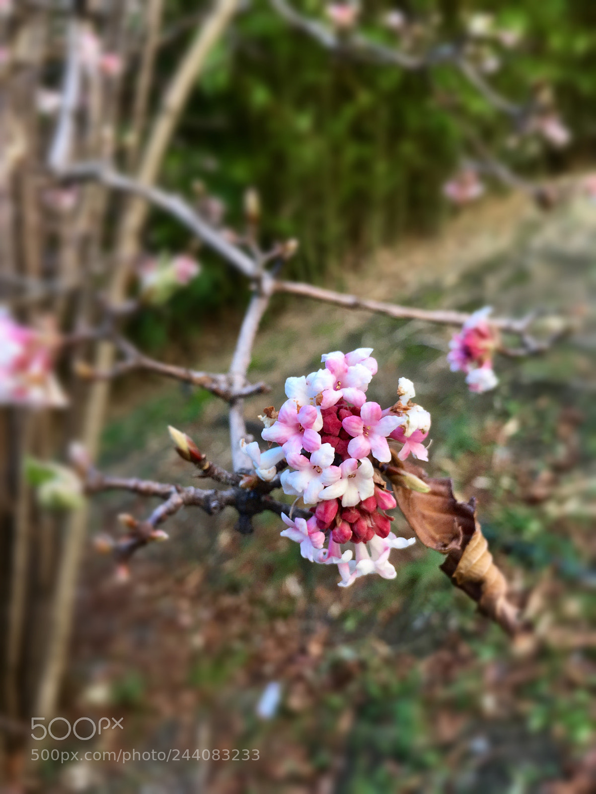Apple iPhone SE sample photo. Spring photography