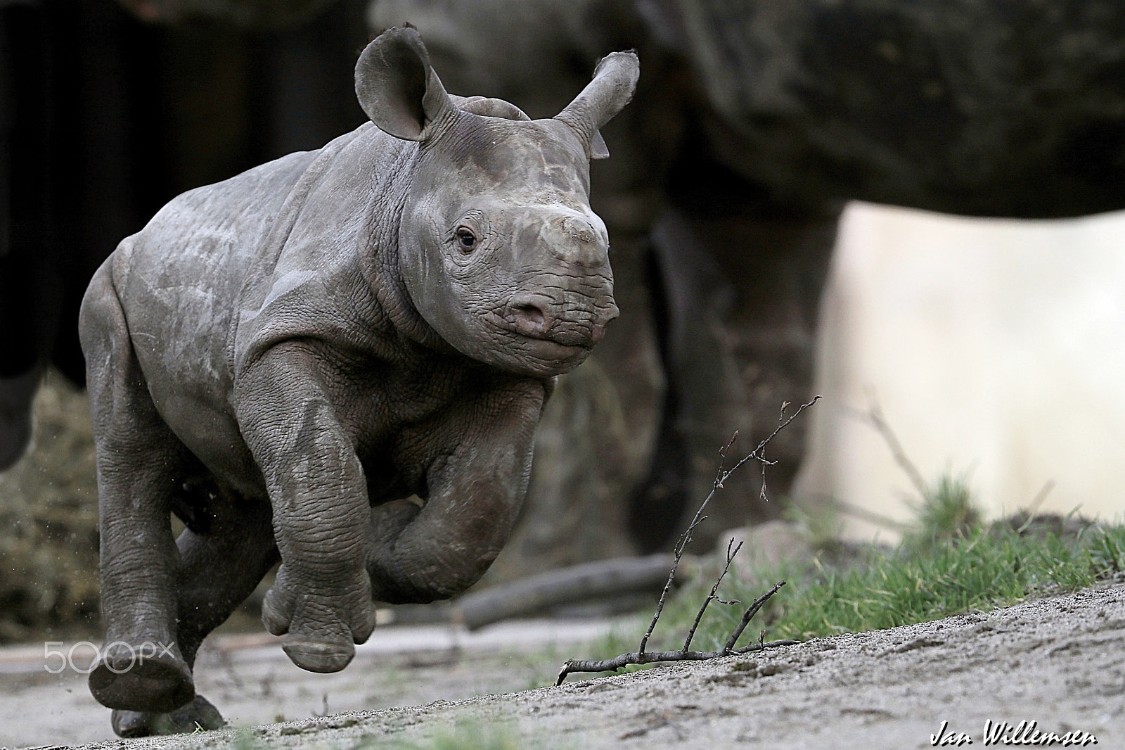 Canon EF 300mm F2.8L IS II USM sample photo. Black rhinoceros (new born) photography