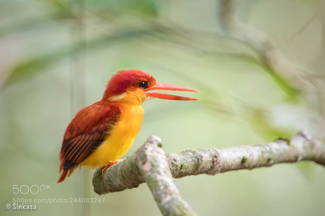 Nikon D5 sample photo. Rufous backed king fisher photography