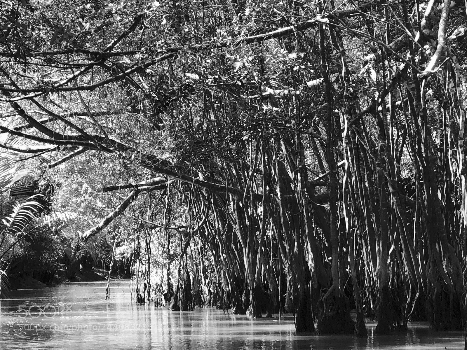 Apple iPhone 8 Plus sample photo. Little amazon,takuapa,thailand photography