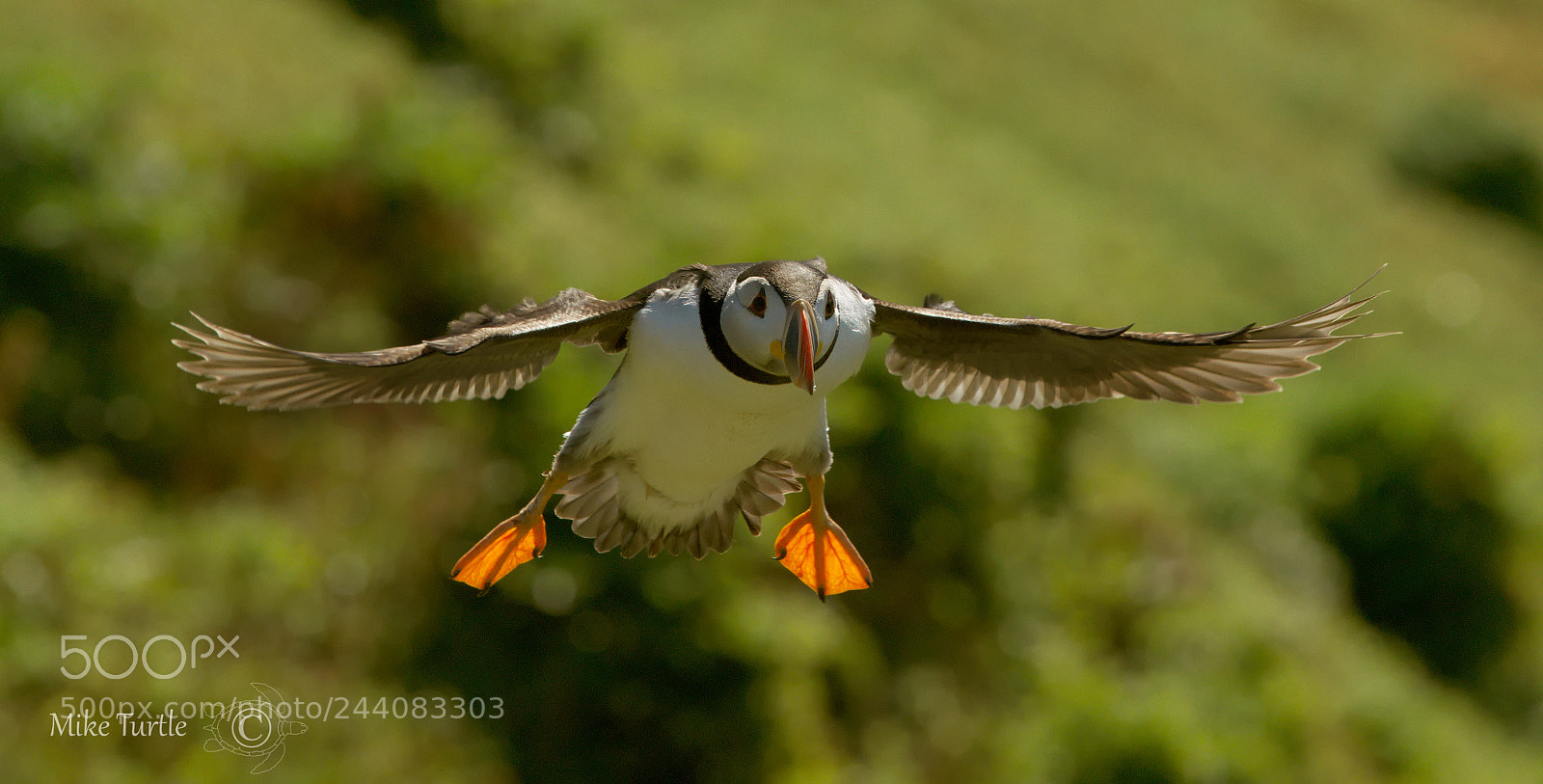 Sony a99 II sample photo. Skokholm puffin photography