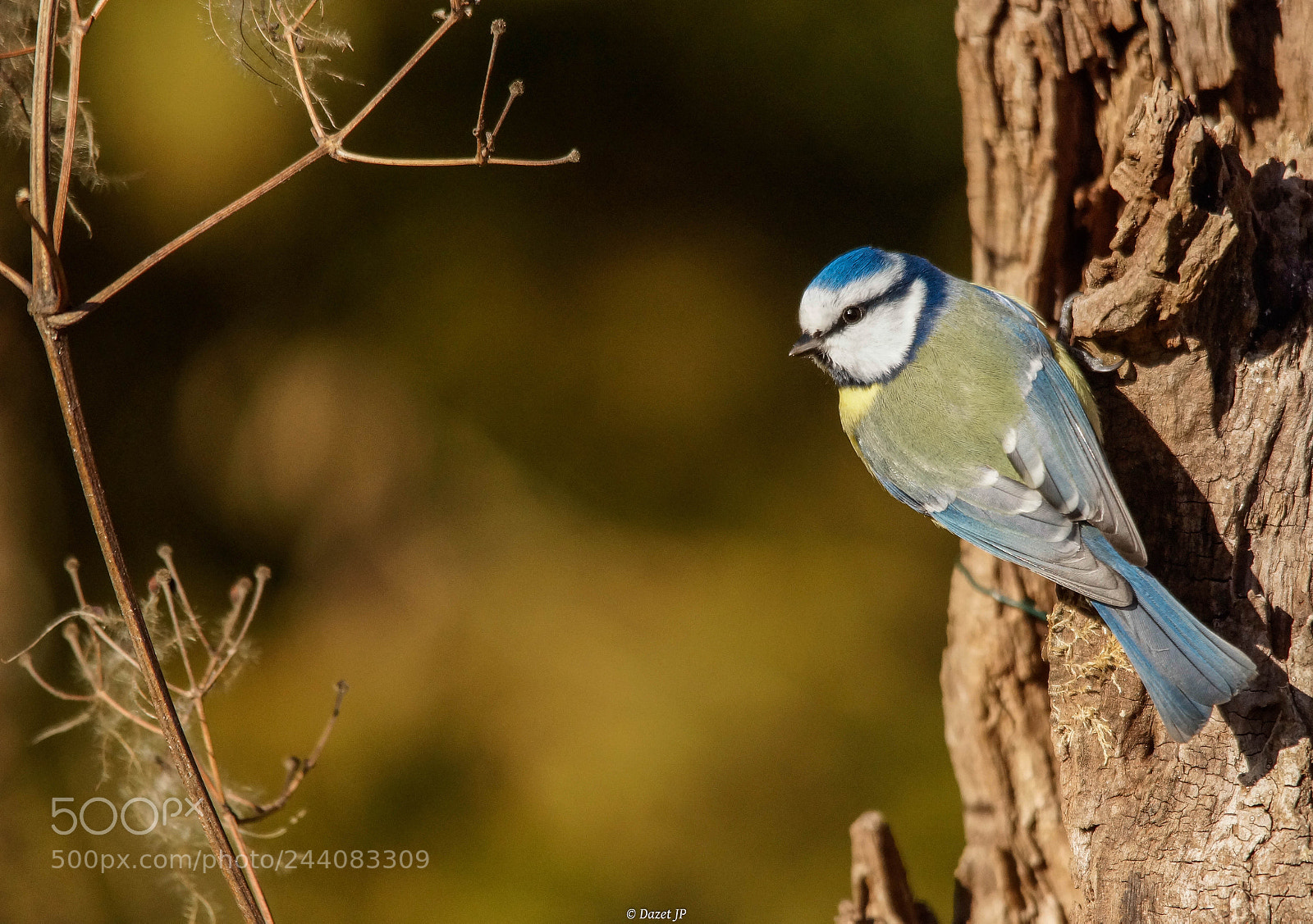 Sony SLT-A58 sample photo. Mésange bleue photography