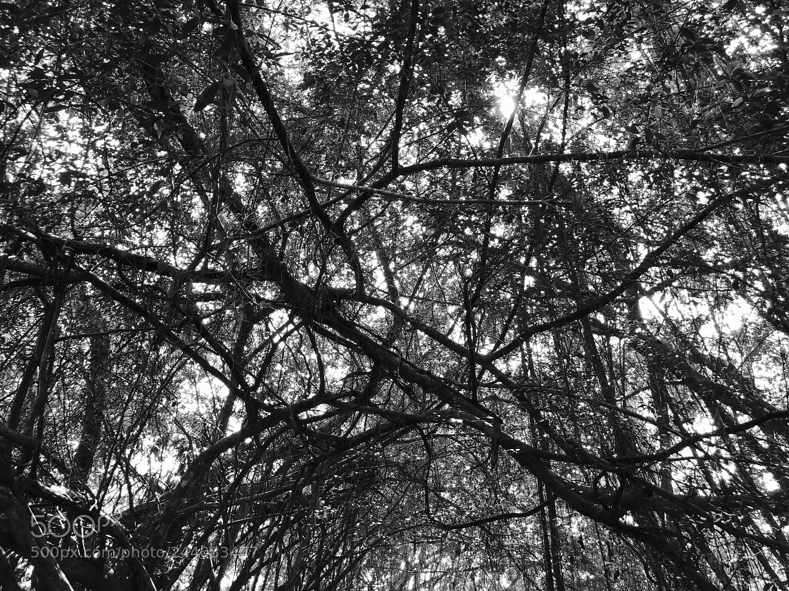 Apple iPhone 8 Plus sample photo. Little amazon,takuapa,thailand photography
