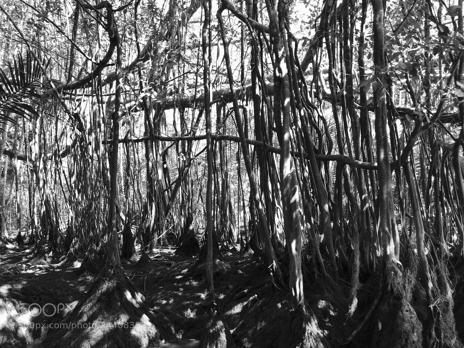 Apple iPhone 8 Plus sample photo. Little amazon,takuapa,thailand photography