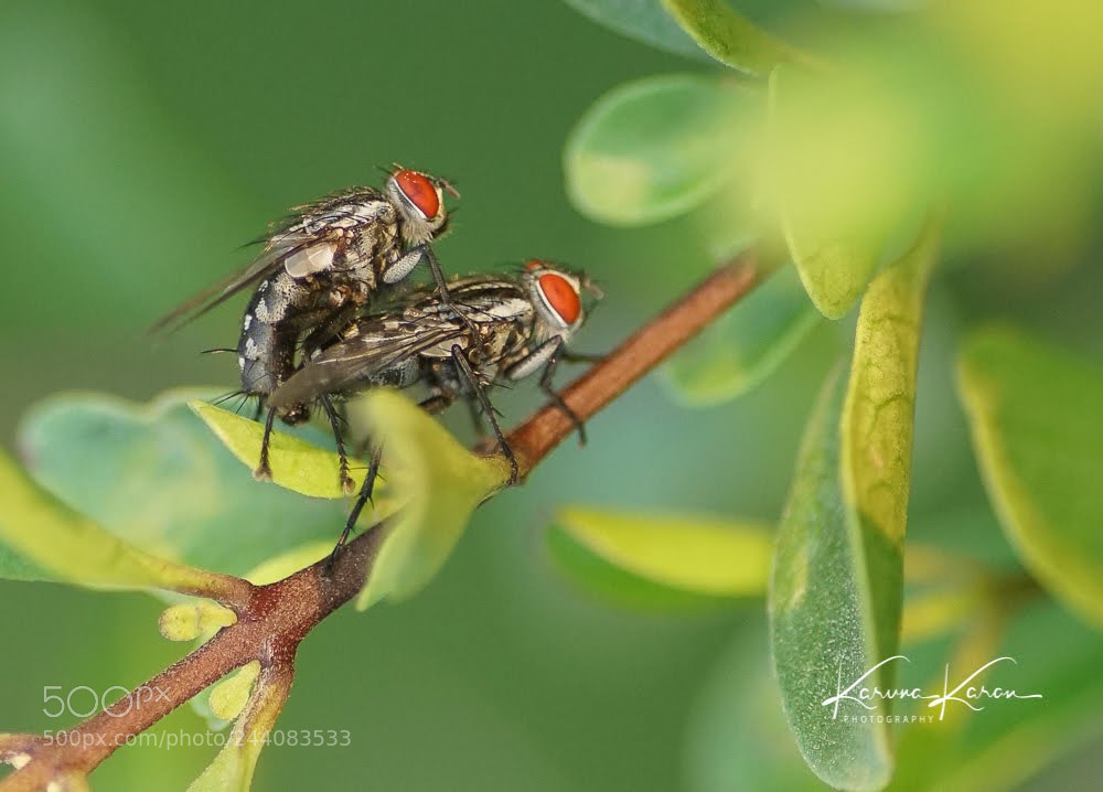 Sony a99 II sample photo. Intimacy !!! photography