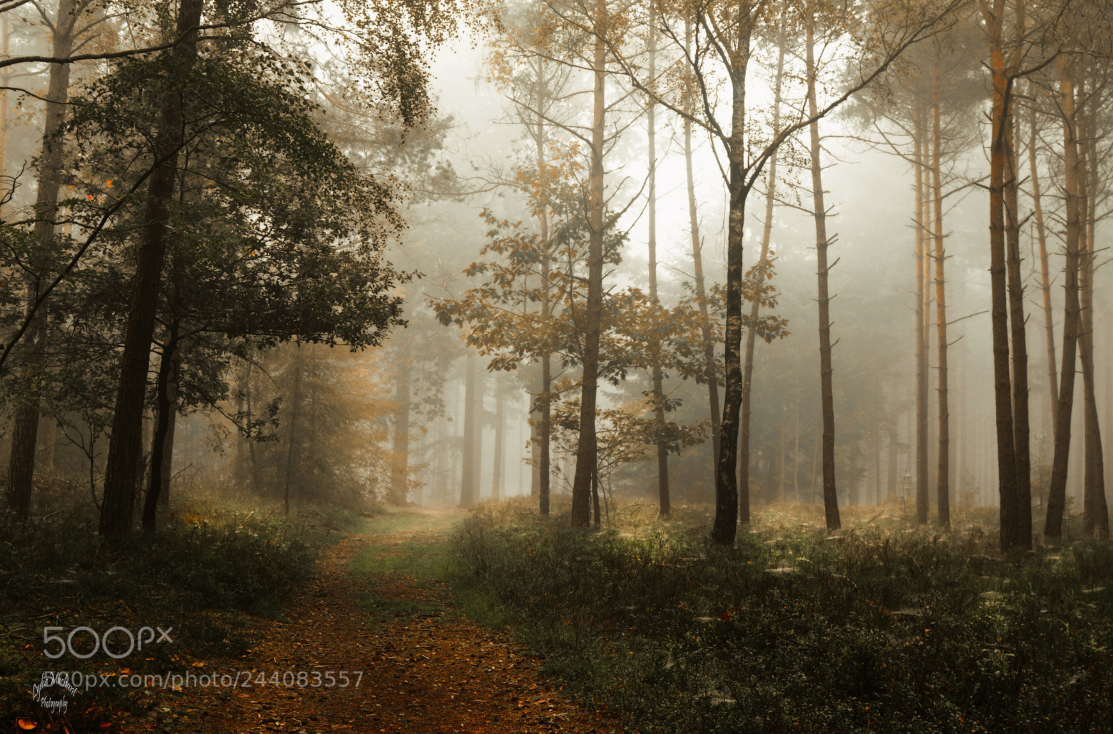 Canon EOS 7D Mark II sample photo. Those beautiful misty mornings photography