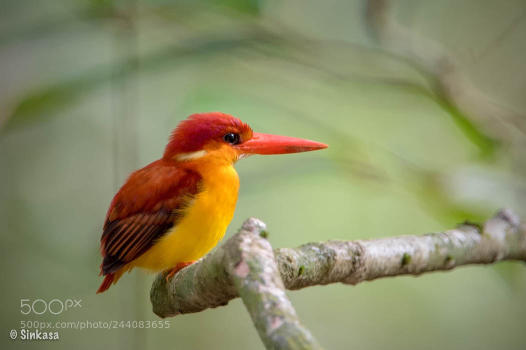 Nikon D5 sample photo. Rufous backed kingfisher photography