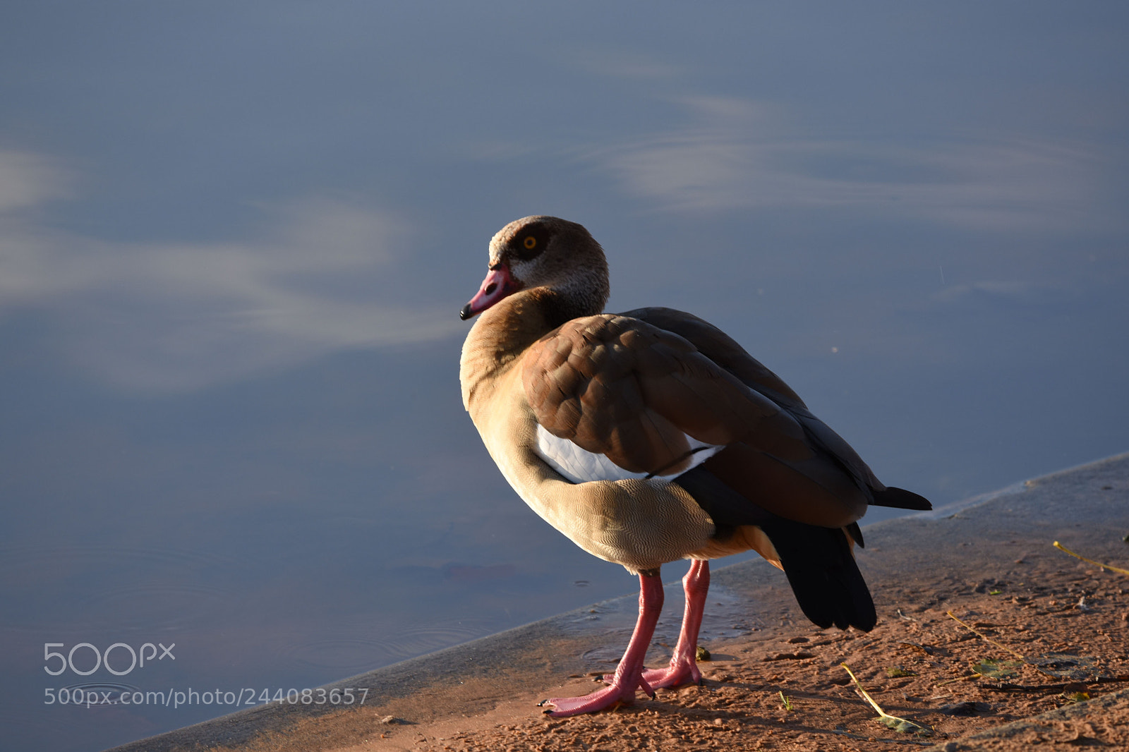 Nikon D7200 sample photo. Jast a duck photography