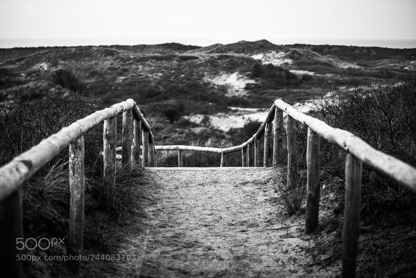 Nikon D800 sample photo. Dunes of meijendel photography