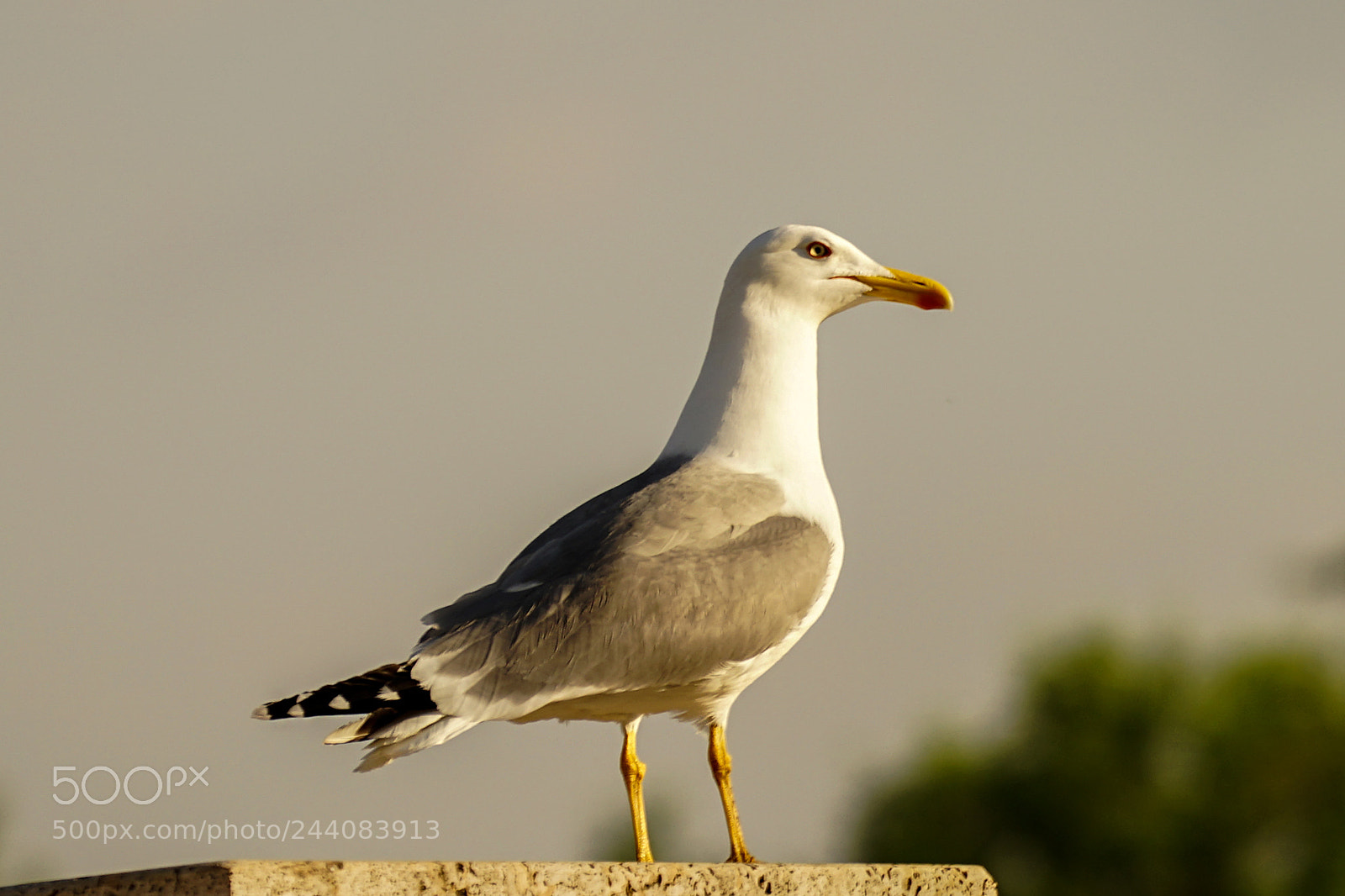 Sony a7 II sample photo. Dsc photography