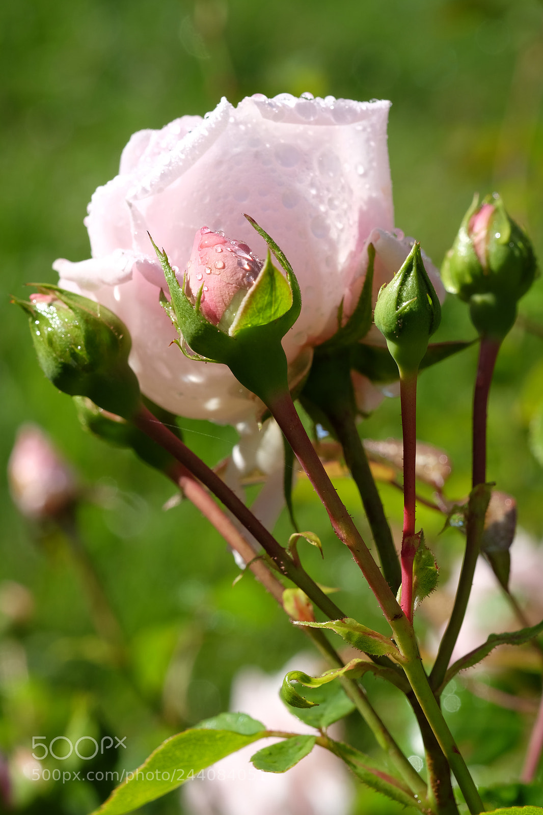 Fujifilm X-T1 sample photo. 02145: kletter-rose new dawn photography