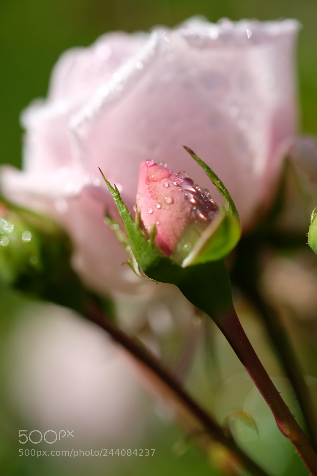 Fujifilm X-T1 sample photo. 02146: kletter-rose new dawn photography