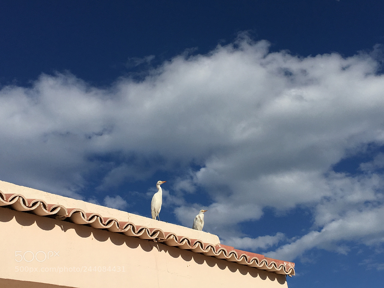 Apple iPhone 6s Plus sample photo. Love in the air photography