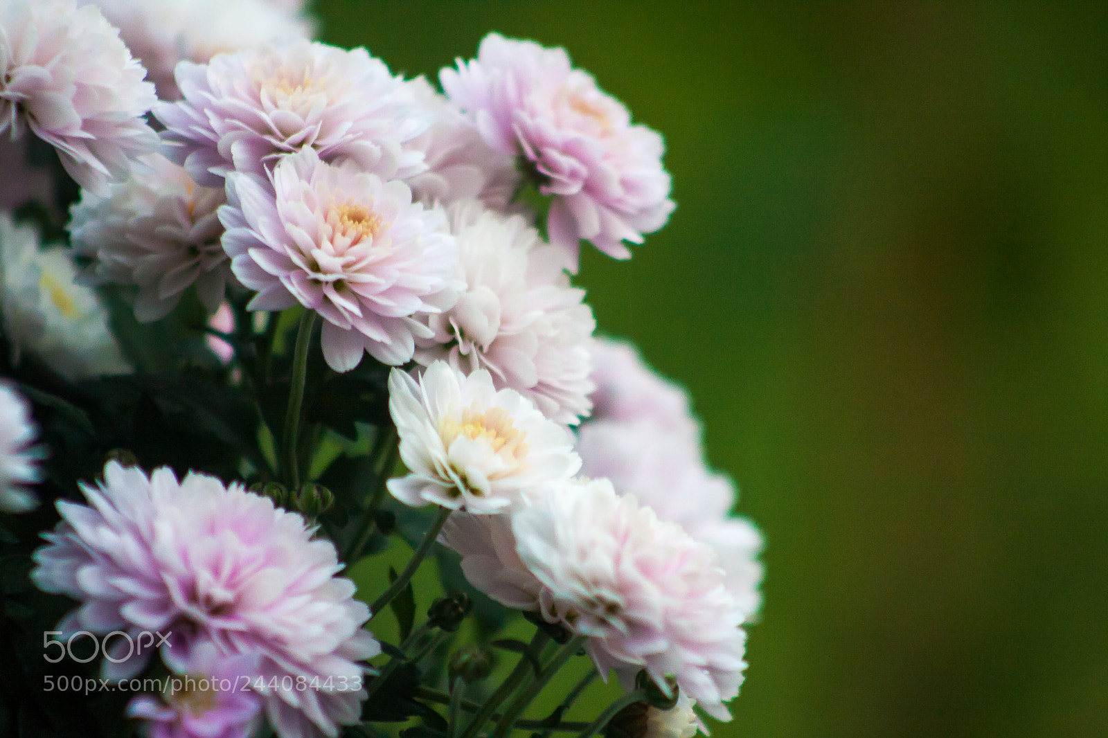 Canon EOS 40D sample photo. Img photography