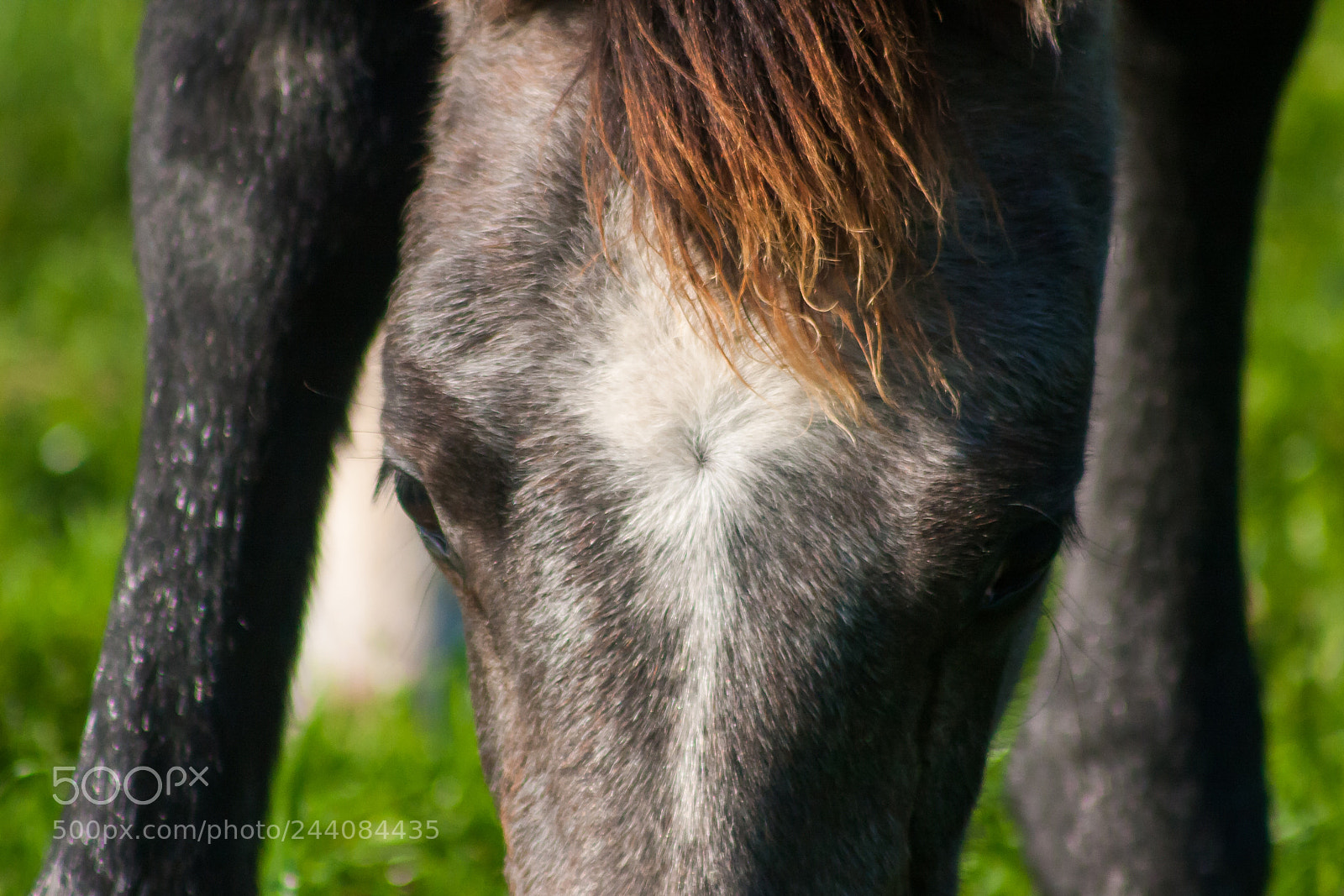 Canon EOS 40D sample photo. Img photography