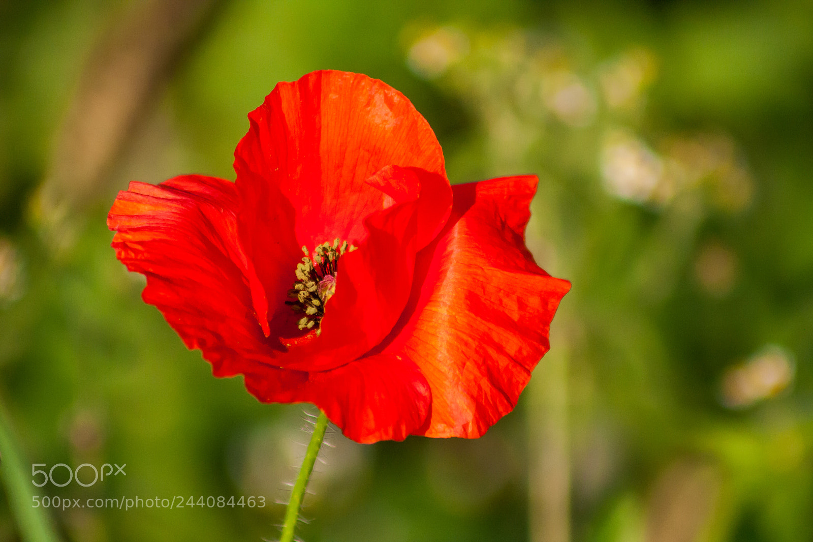 Canon EOS 40D sample photo. Img photography