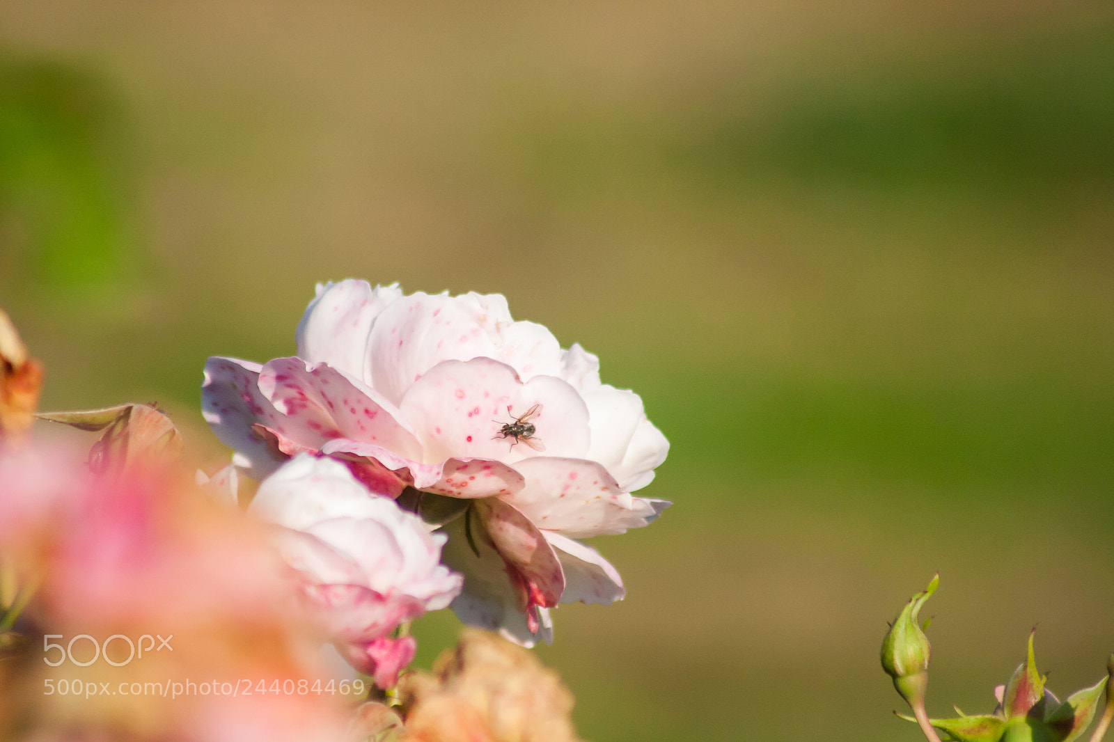 Canon EOS 40D sample photo. Img photography