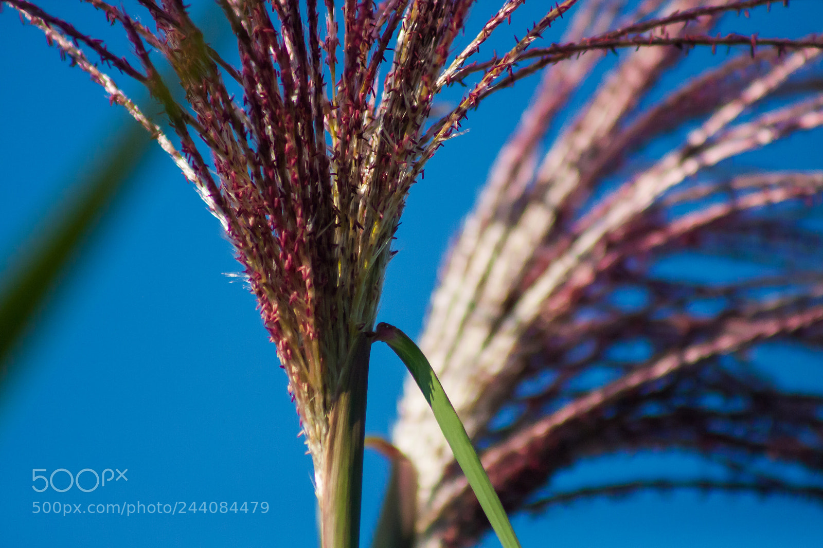Canon EOS 40D sample photo. Img photography