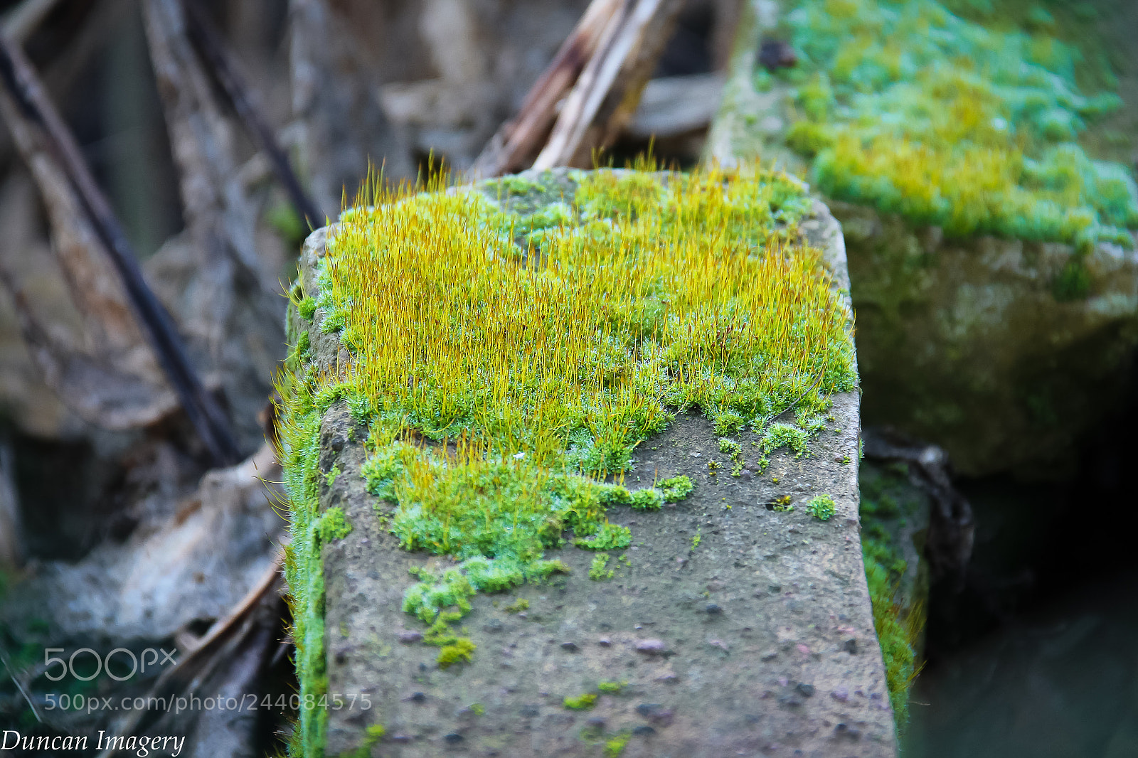 Canon EOS 1100D (EOS Rebel T3 / EOS Kiss X50) sample photo. Living brick photography