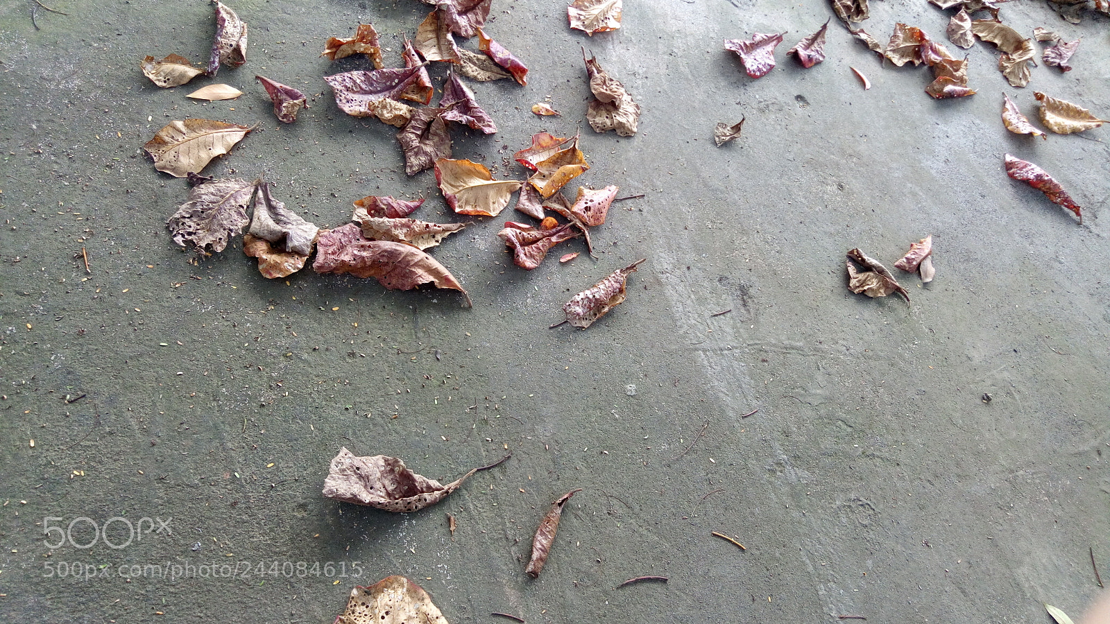 ASUS ZenFone 3 Max (ZC520TL) sample photo. Leaf or leave? photography