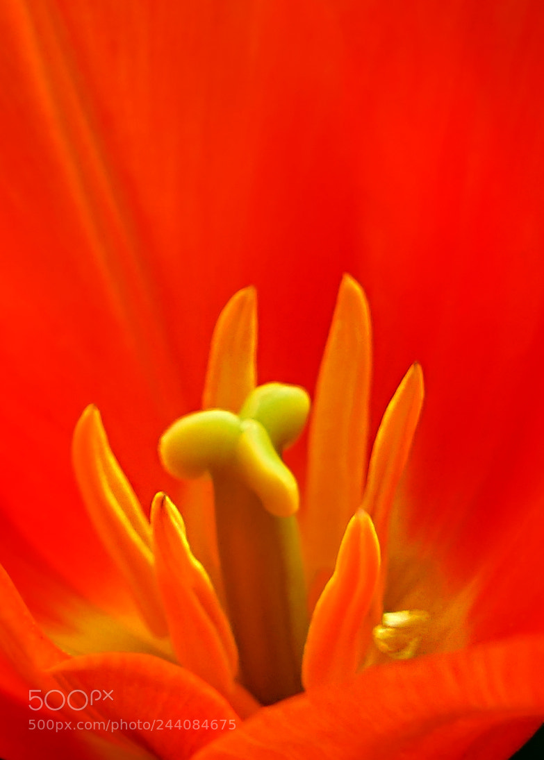 Sony a7 II sample photo. Dsc photography