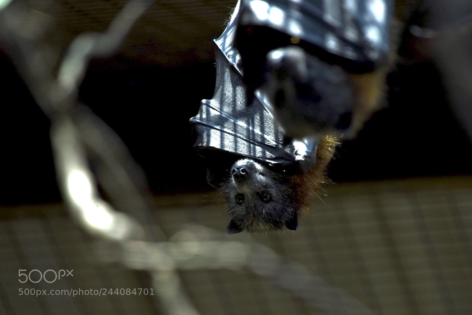 Nikon D810 sample photo. Fruit bat photography