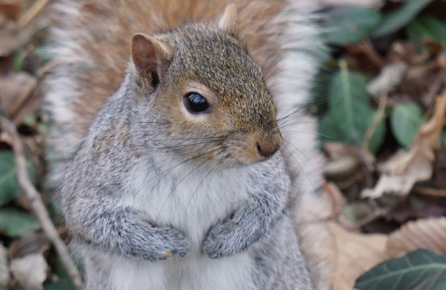 Sony a6000 + Sony FE 24-240mm F3.5-6.3 OSS sample photo. Squirrel in park 2 photography