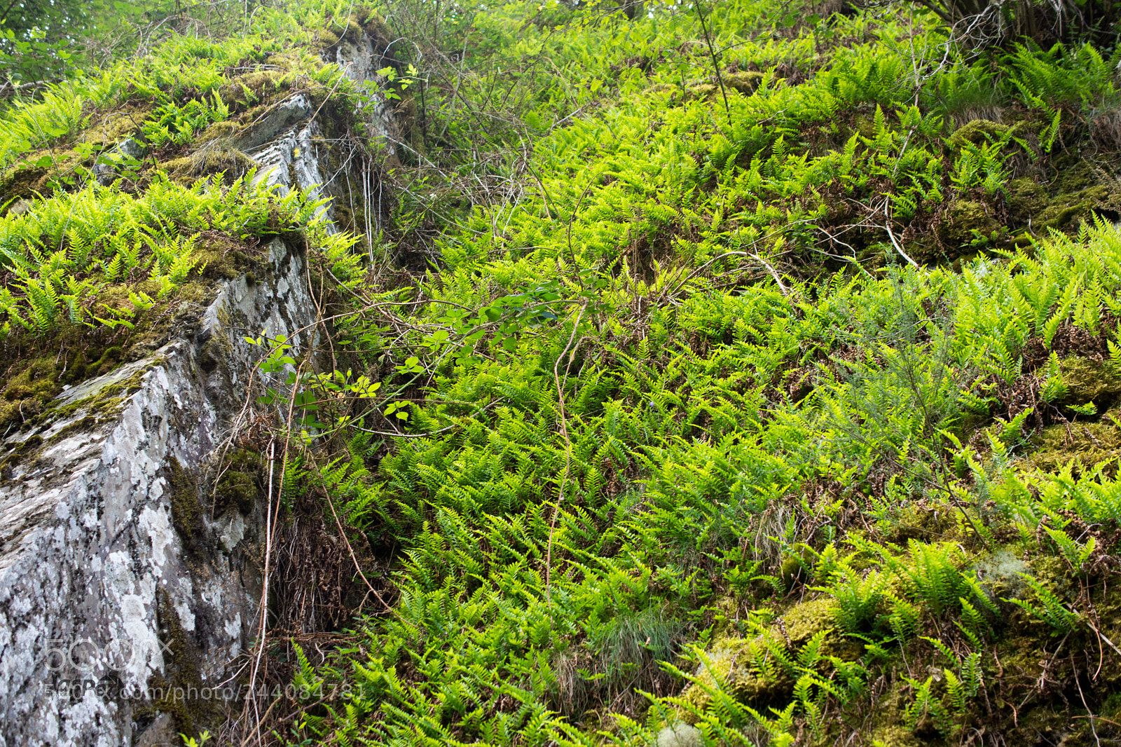 Nikon D7200 sample photo. Green photography