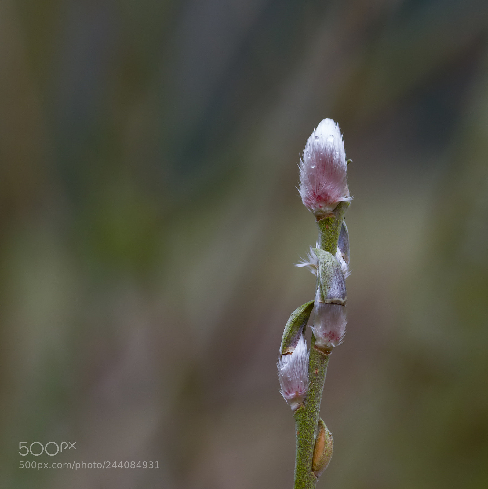 Pentax K-1 sample photo. Pussy willow photography