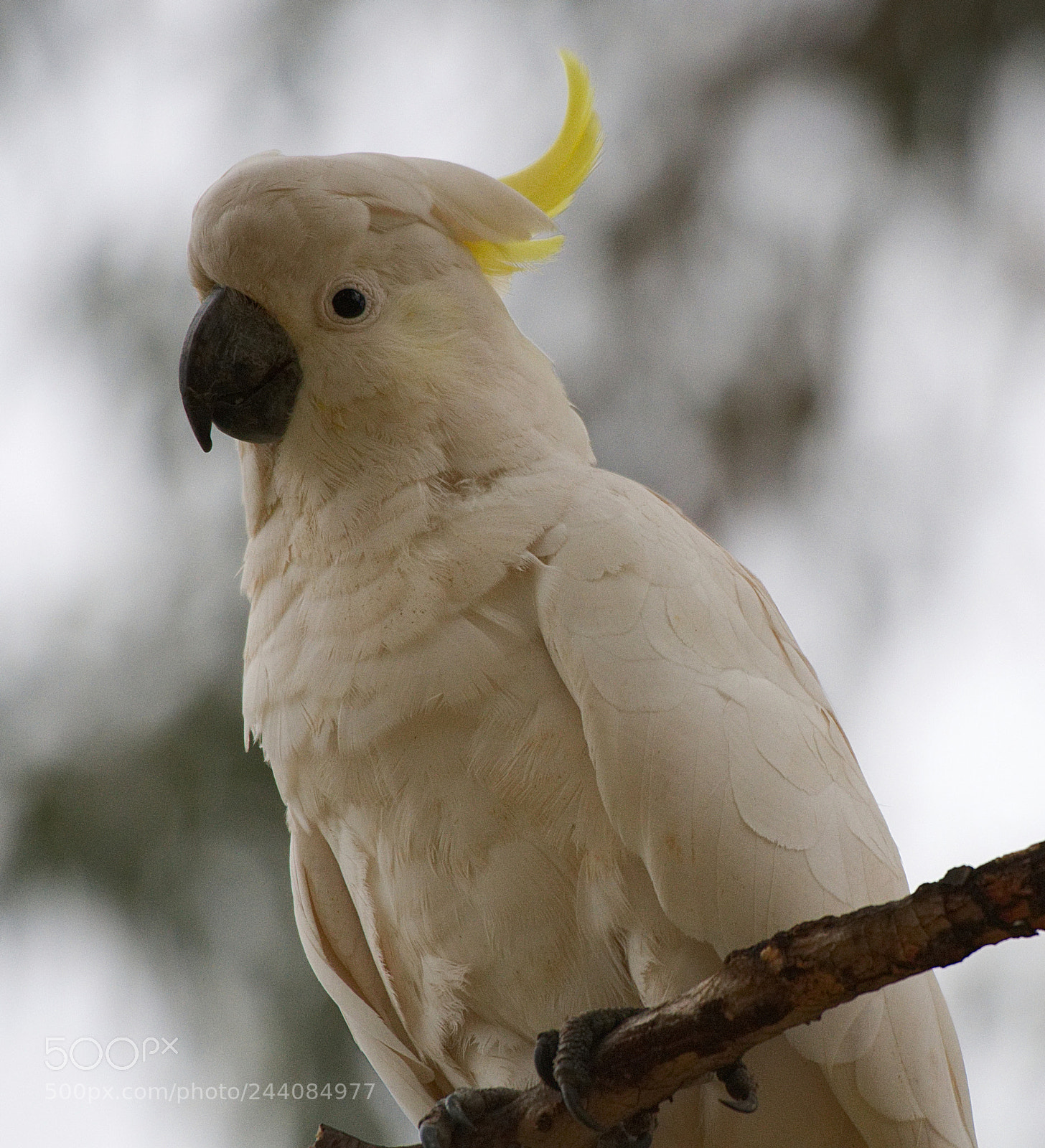 Nikon D500 sample photo. Hi there. photography