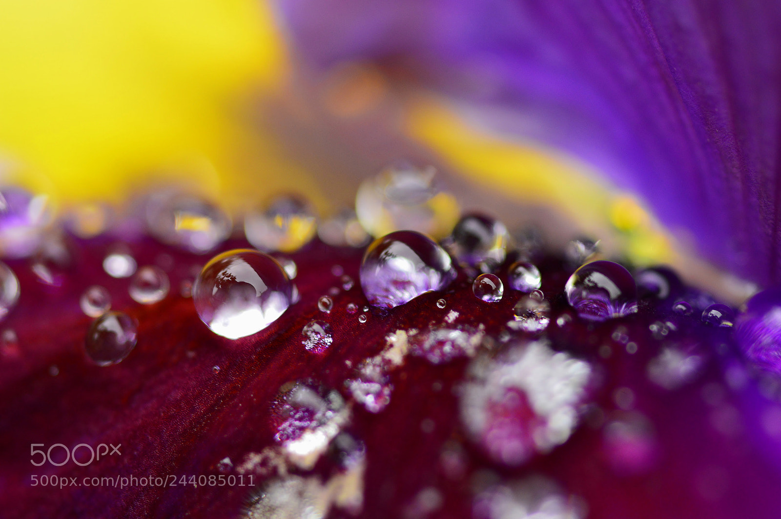 Nikon D3200 sample photo. Macro nature......spring flower02 photography
