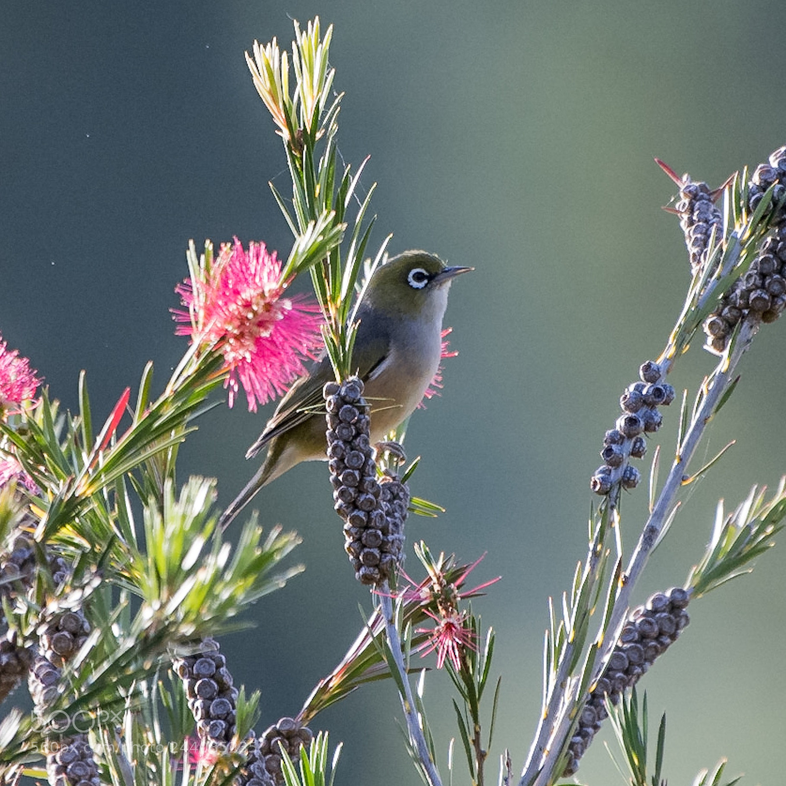 Nikon D500 sample photo. Waxeye / silvereye / tauhou photography