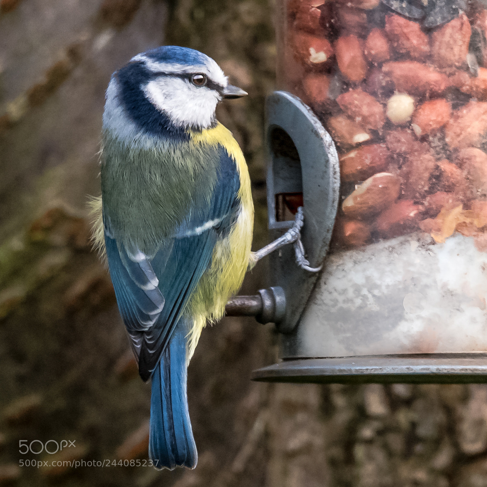 Nikon D850 sample photo. Nut selection photography
