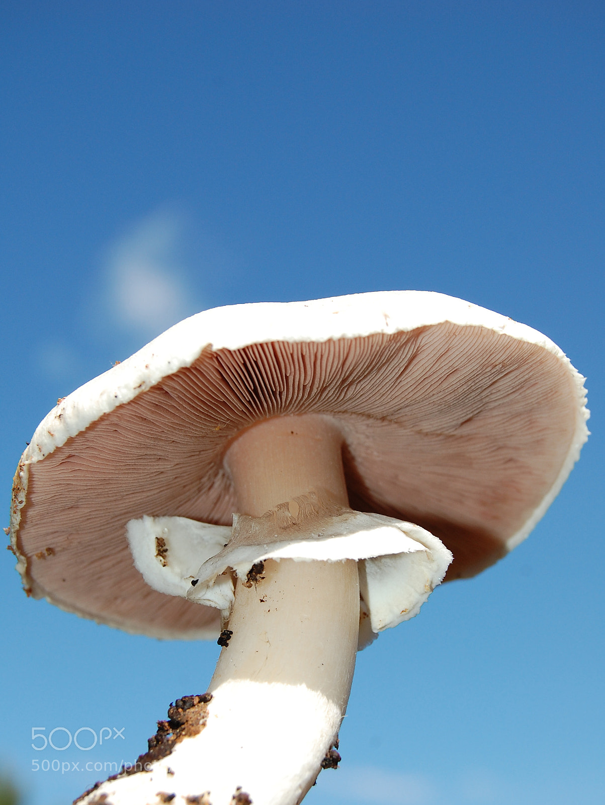 Nikon D40 sample photo. Agaricus campestris champi on photography