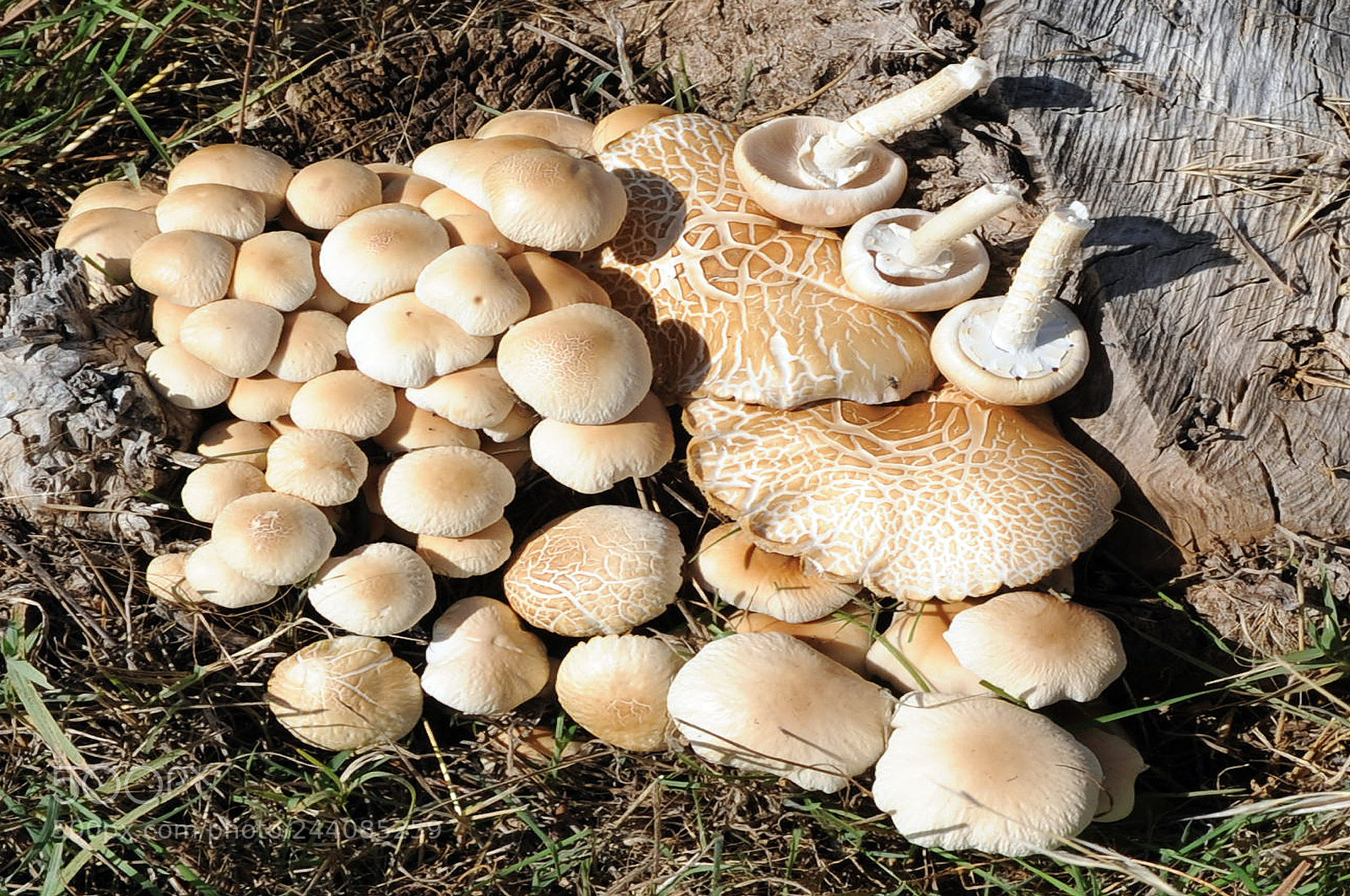 Nikon D700 sample photo. Agrocybe aegerita seta de photography
