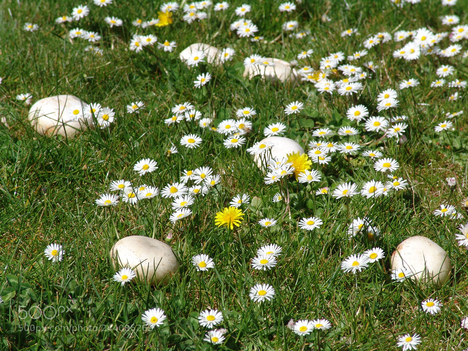 Sony DSC-F828 sample photo. Agaricus camprestis champi on photography