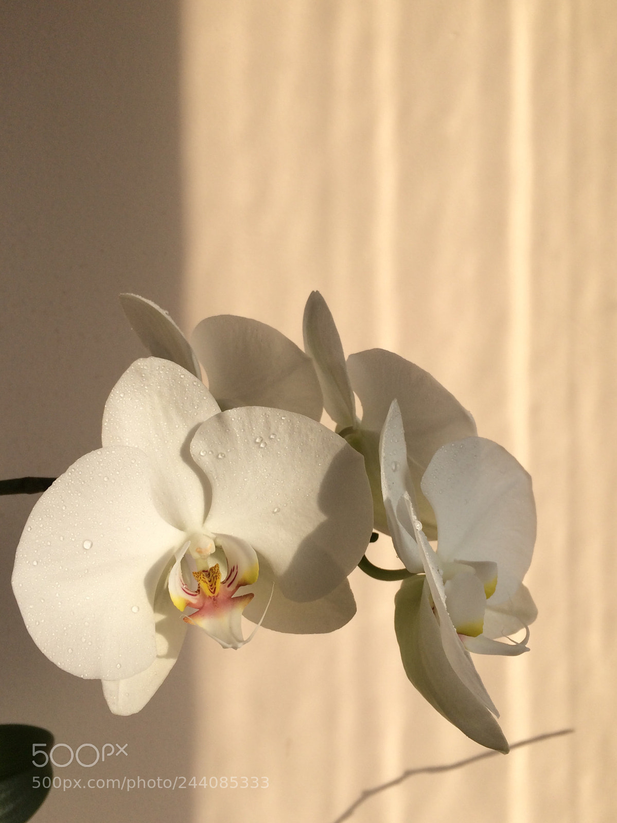 Apple iPhone 5s sample photo. Simple morning photography