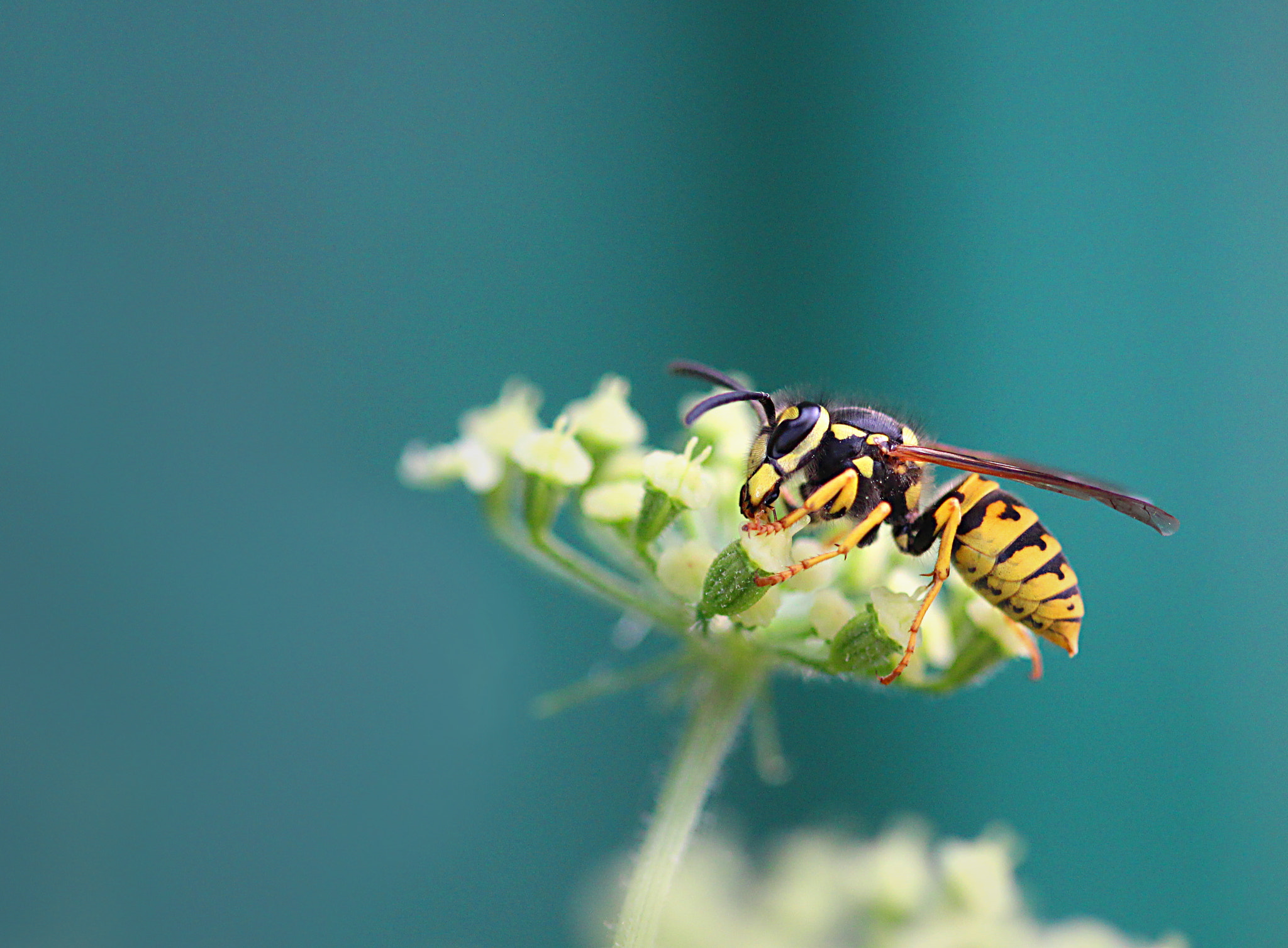 Canon EF 100mm F2.8 Macro USM sample photo. A dream of summer photography