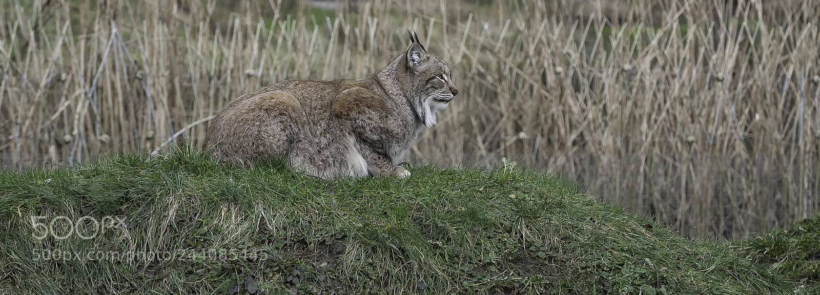 Nikon D700 sample photo. Lynx on a january photography