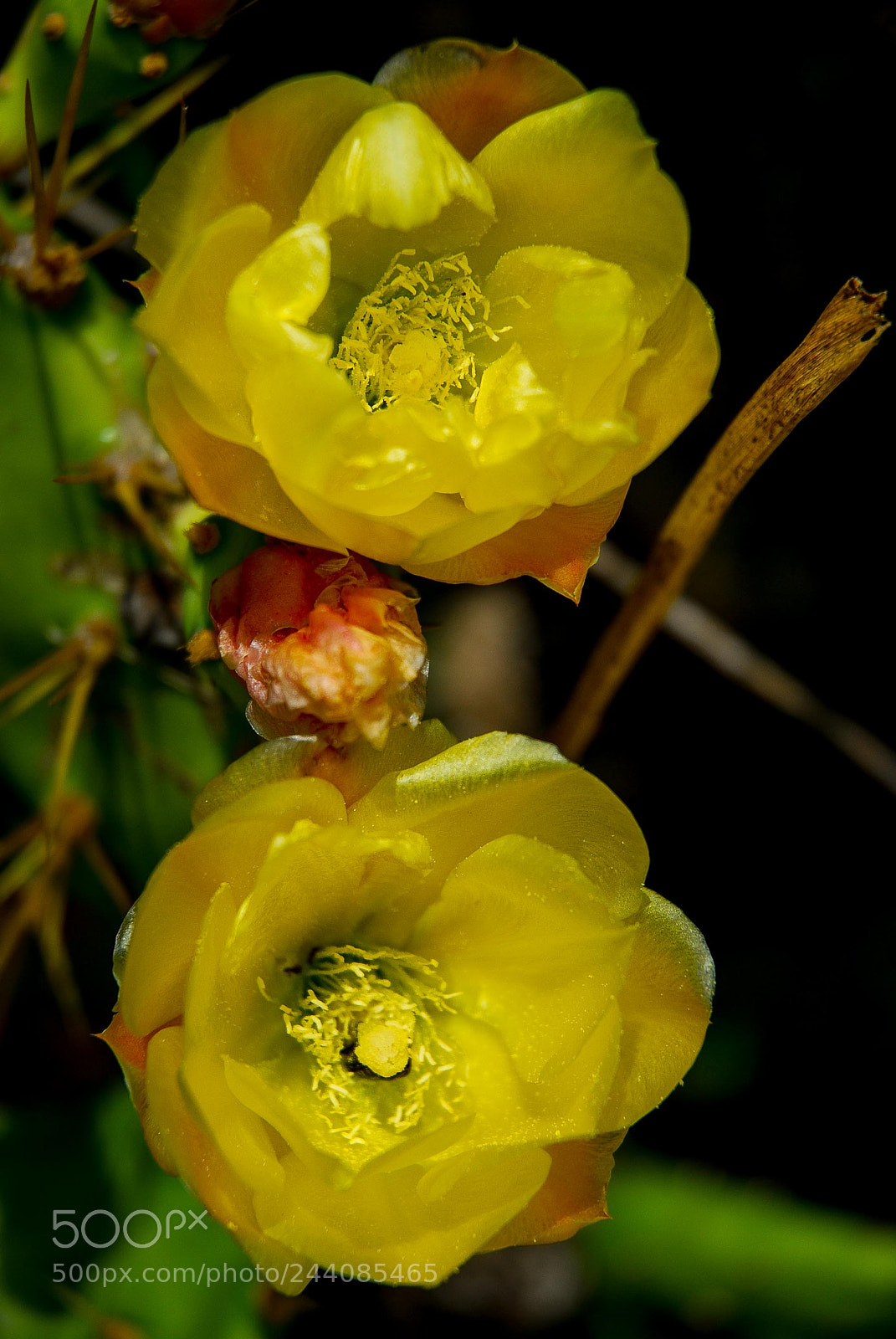Nikon D80 sample photo. Flores selvagens photography