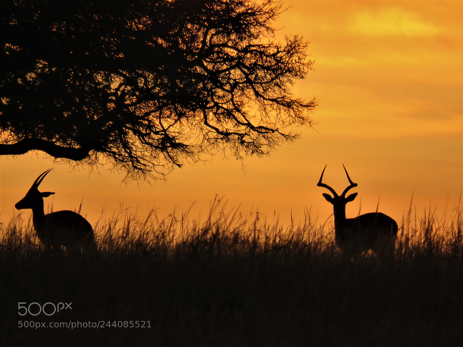 Canon PowerShot SX60 HS sample photo. African sunrise photography