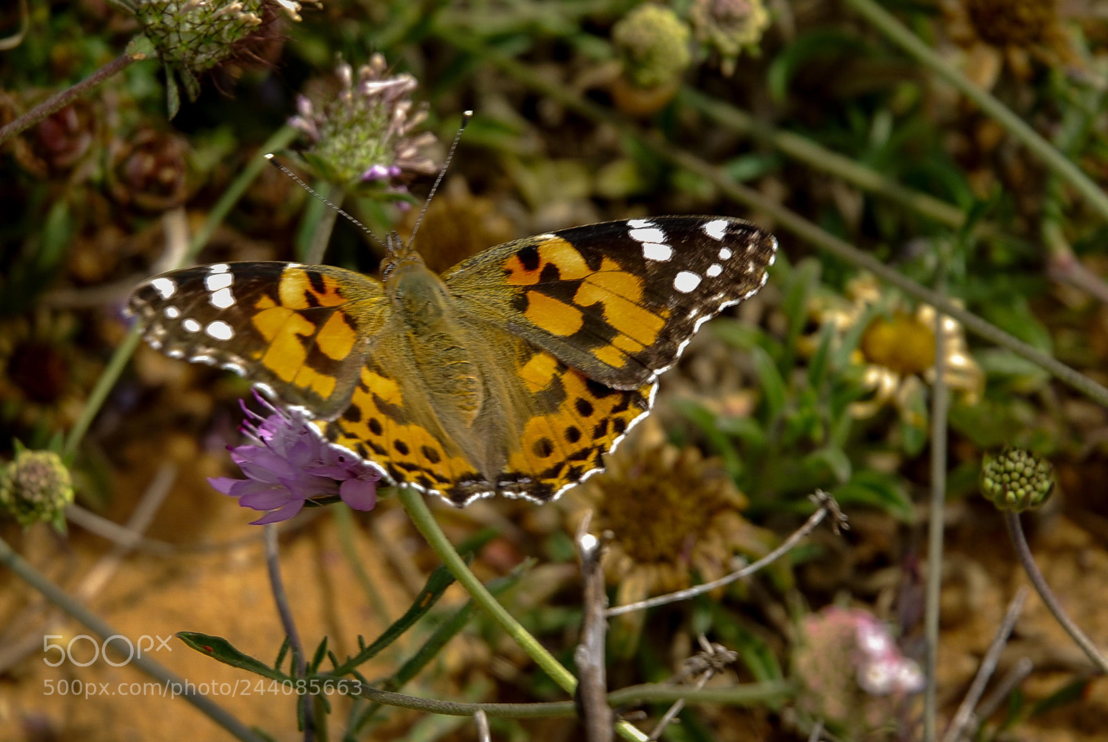 Nikon D80 sample photo. Mariposa na costa vicentina photography