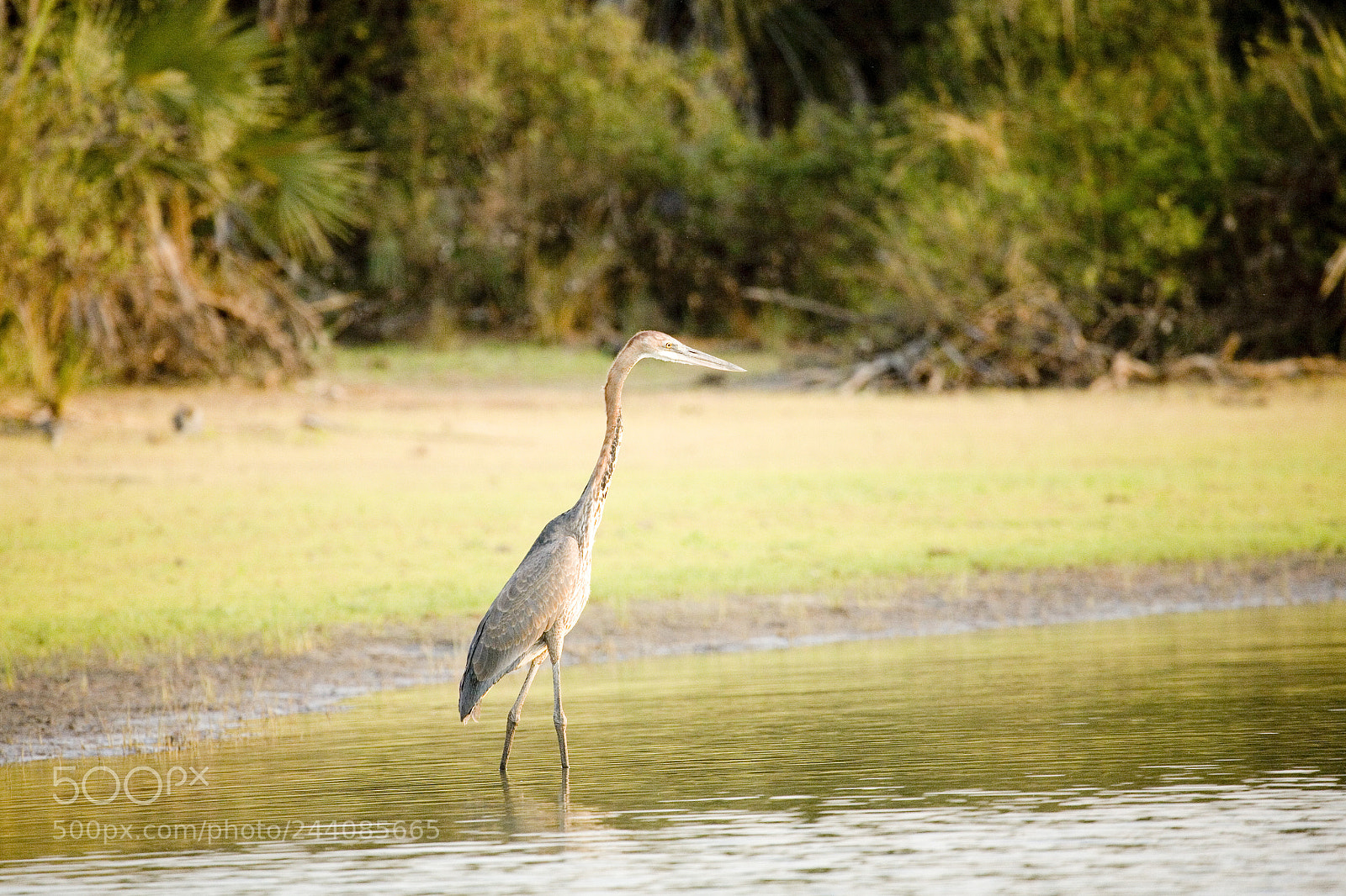 Canon EOS 5D sample photo. Heron photography