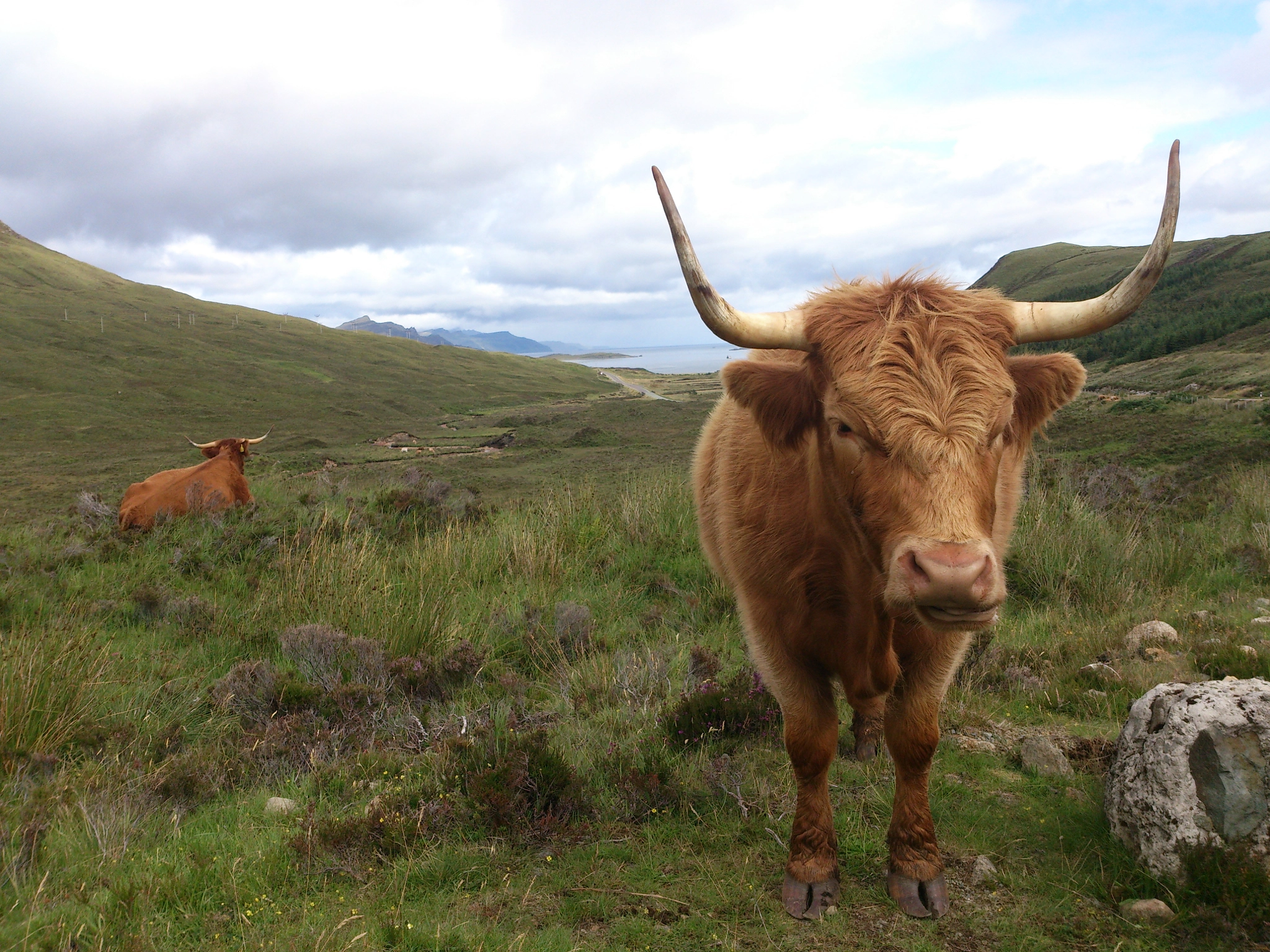 Sony Xperia V sample photo. Highlander photography