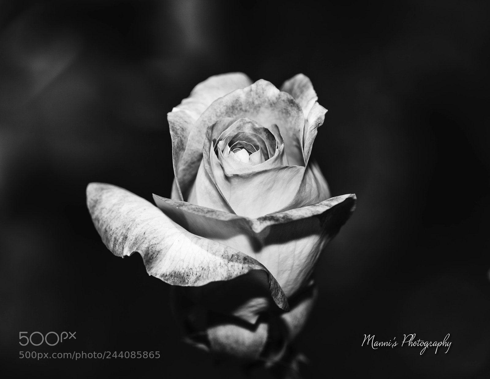 Nikon D800 sample photo. A rose b&w photography