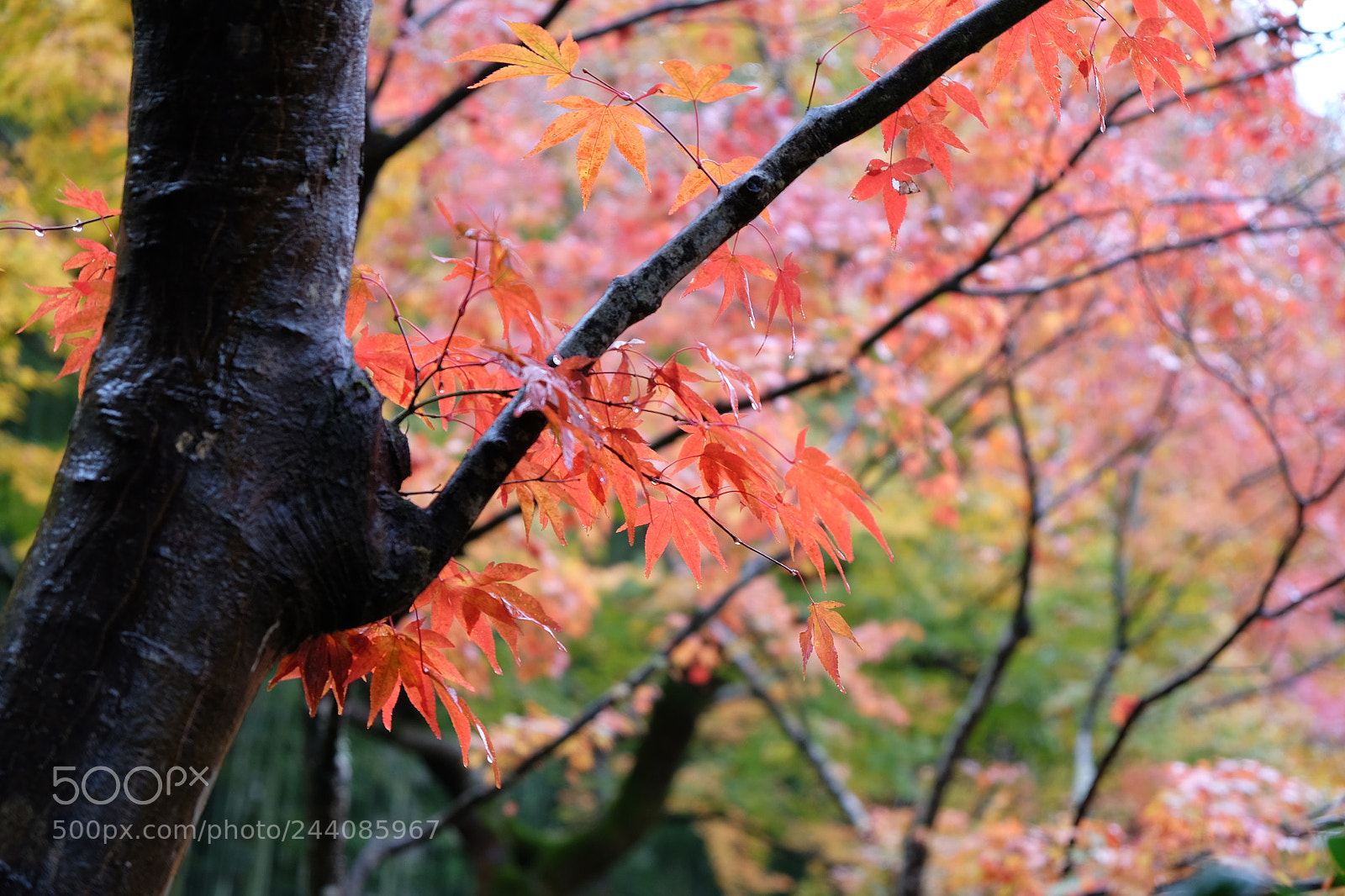 Fujifilm X-T10 sample photo. 雨 photography