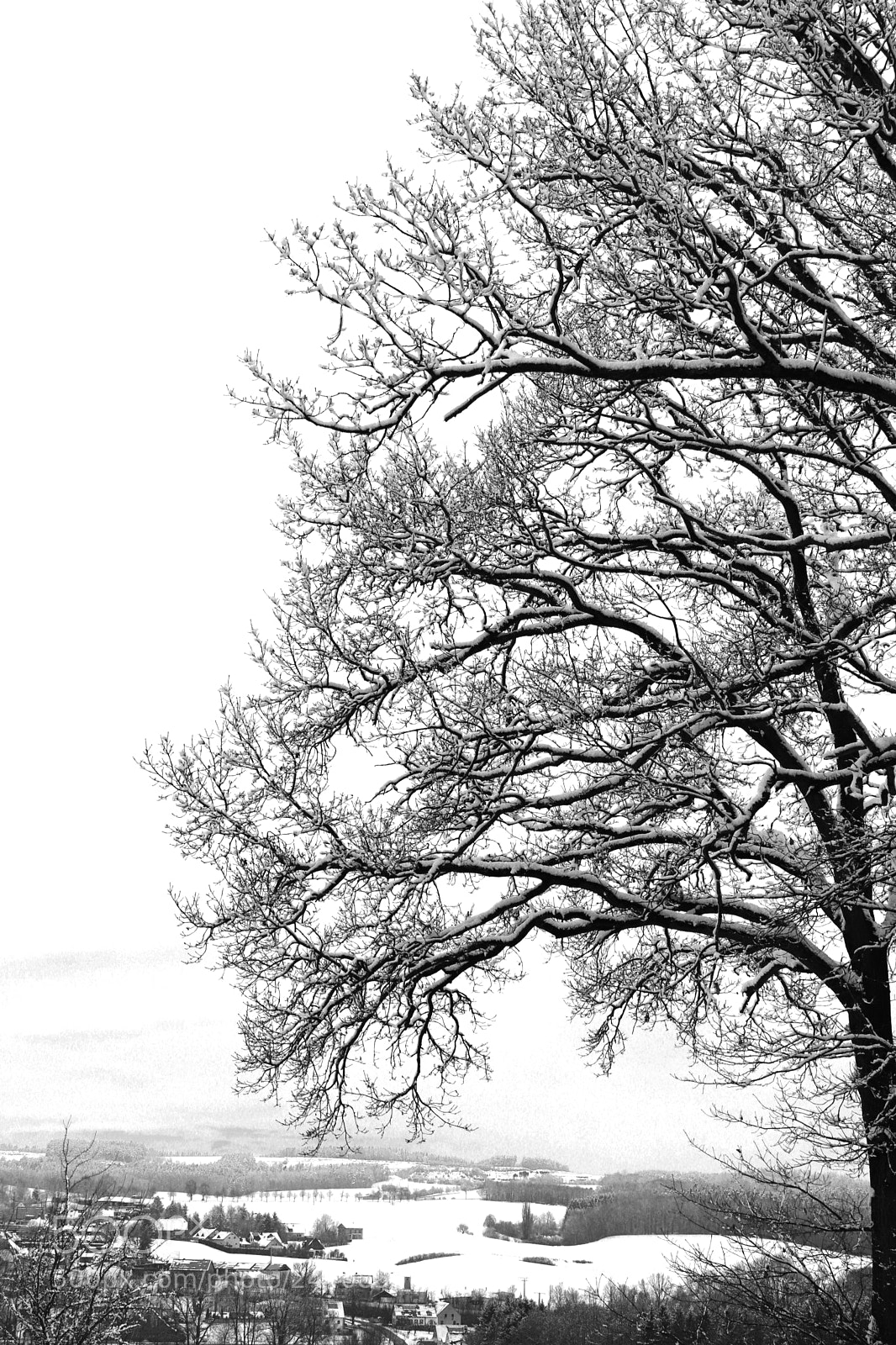 Canon EOS 200D (EOS Rebel SL2 / EOS Kiss X9) sample photo. Snowcovered branches photography